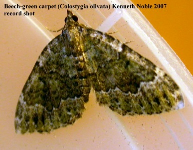 beech-green carpet (Colostygia olivata) record shot - Kenneth Noble